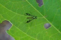 Condylostylus nebulosus