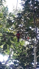 Trogon bairdii