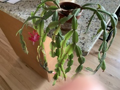 Schlumbergera buckleyi