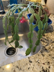 Schlumbergera buckleyi