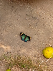 Euphaedra medon medon