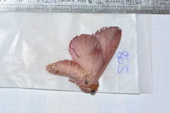 Othorene purpurascens