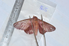 Othorene purpurascens