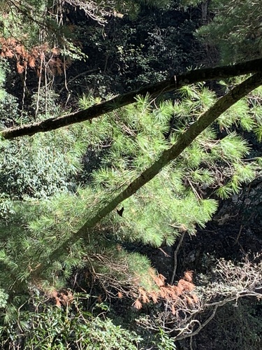 Image of Pinus morrisonicola by (c) 呂一起(Lu i-chi), some rights reserved (CC BY)