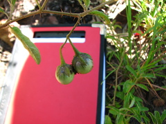 Solanum angustum