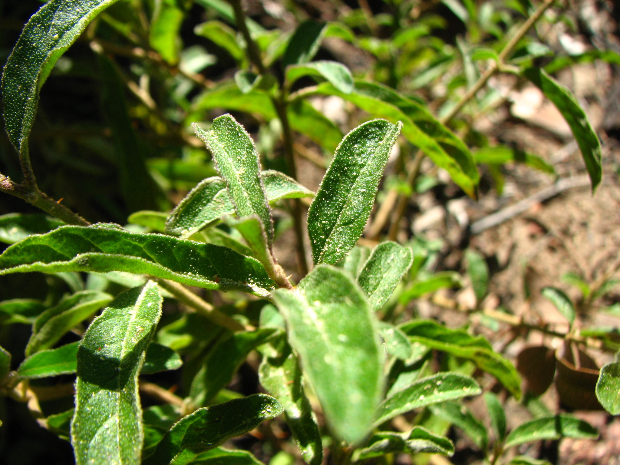 Solanum angustum