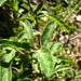 Solanum angustum - Photo 由 sworboys 所上傳的 (c) sworboys，保留部份權利CC BY-NC