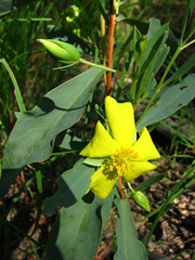 Hibbertia longifolia