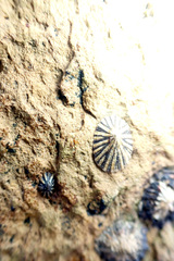 Siphonaria diemenensis image