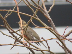 Turdus iliacus