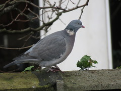 Columba palumbus