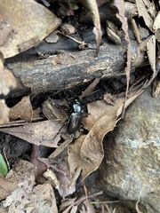 Carabus abbreviatus