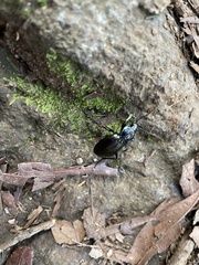 Carabus abbreviatus