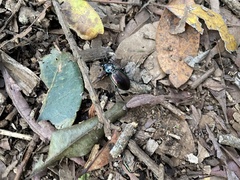 Carabus abbreviatus