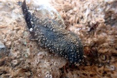 Neoamphicyclus mutans