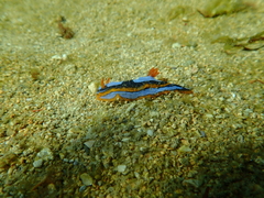 Chromodoris westraliensis