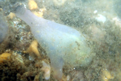 Phlebobranchia