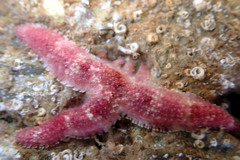 Allostichaster polyplax