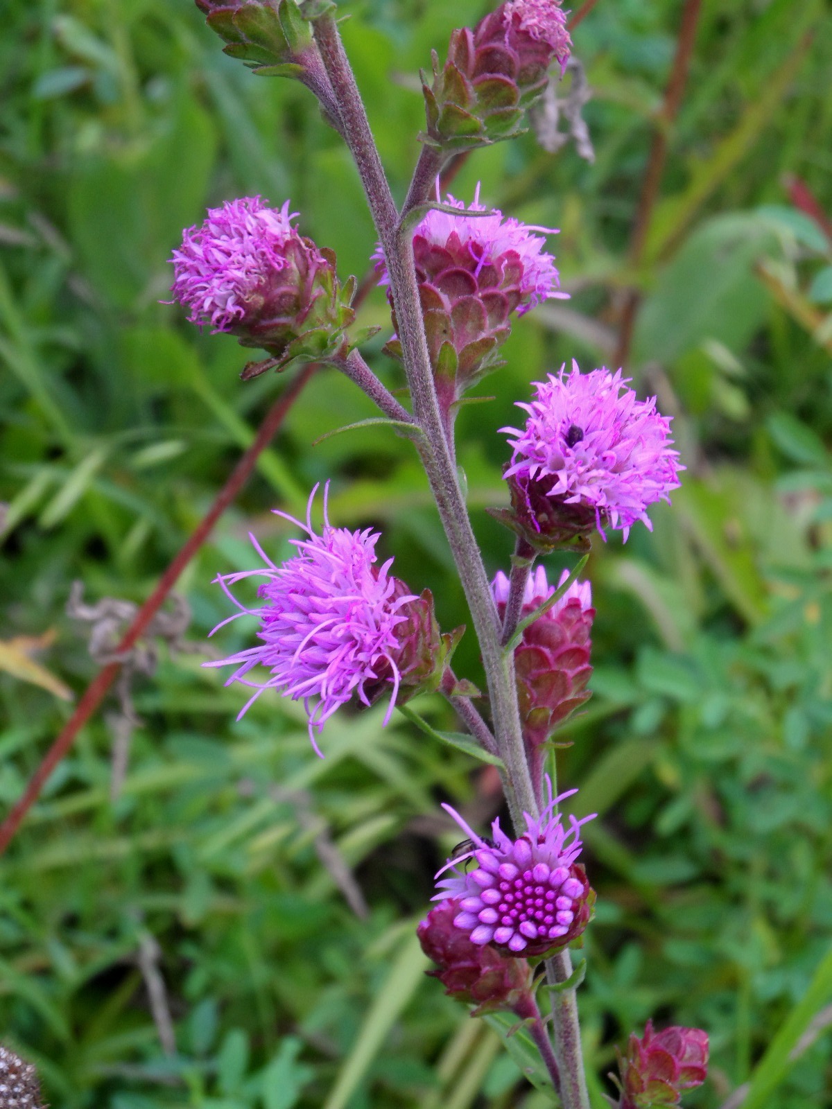 Liatris scariosa var. nieuwlandii