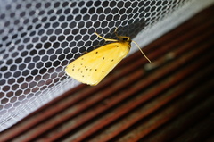 Stigmatophora flava leacrita