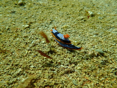 Chromodoris westraliensis