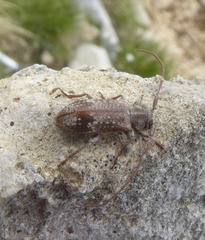 Exocentrus adspersus