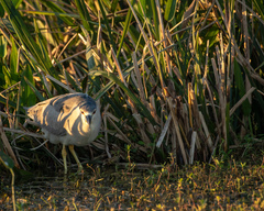 Nycticorax nycticorax image