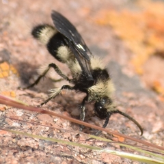 Reedomutilla