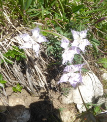 Dianthus sternbergii