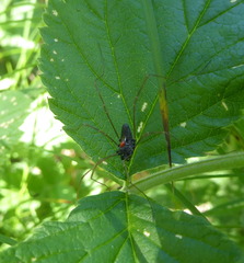 Platybunus