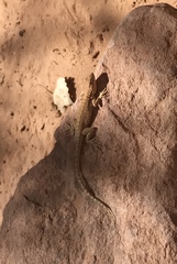 Uta stansburiana uniformis