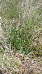 Trachyandra filiformis