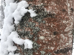 Trentepohlia umbrina