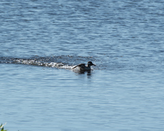 Bucephala albeola image