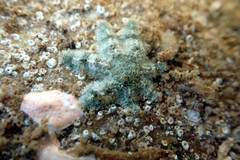 Allostichaster polyplax