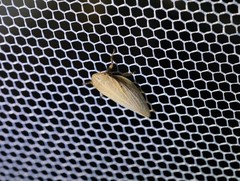 Petaphora maritima