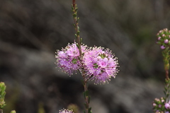Kunzea micrantha