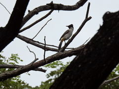 Pycnonotus aurigaster