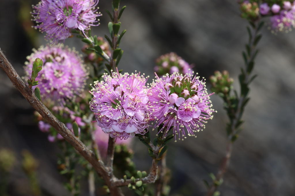 Kunzea micrantha