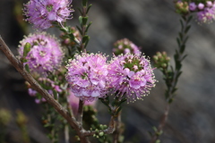 Kunzea micrantha