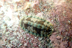 Ischnochiton smaragdinus