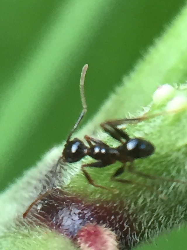 Pheidole latinoda