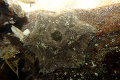 Meridiastra occidens