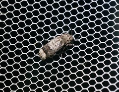 Ozotomerus japonicus