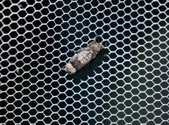 Ozotomerus japonicus