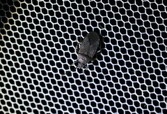 Pyrrhocoris sinuaticollis