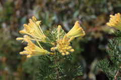 Petrophile serruriae