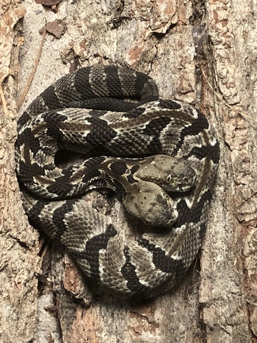 Timber Rattlesnake photographed in New Jersey