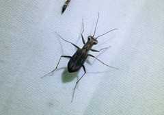 Cylindera obliquefasciata