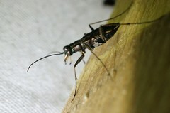 Cylindera obliquefasciata